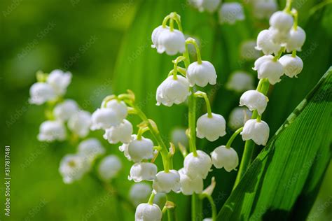 'Les Muguets' (Lilies of the Valley) 